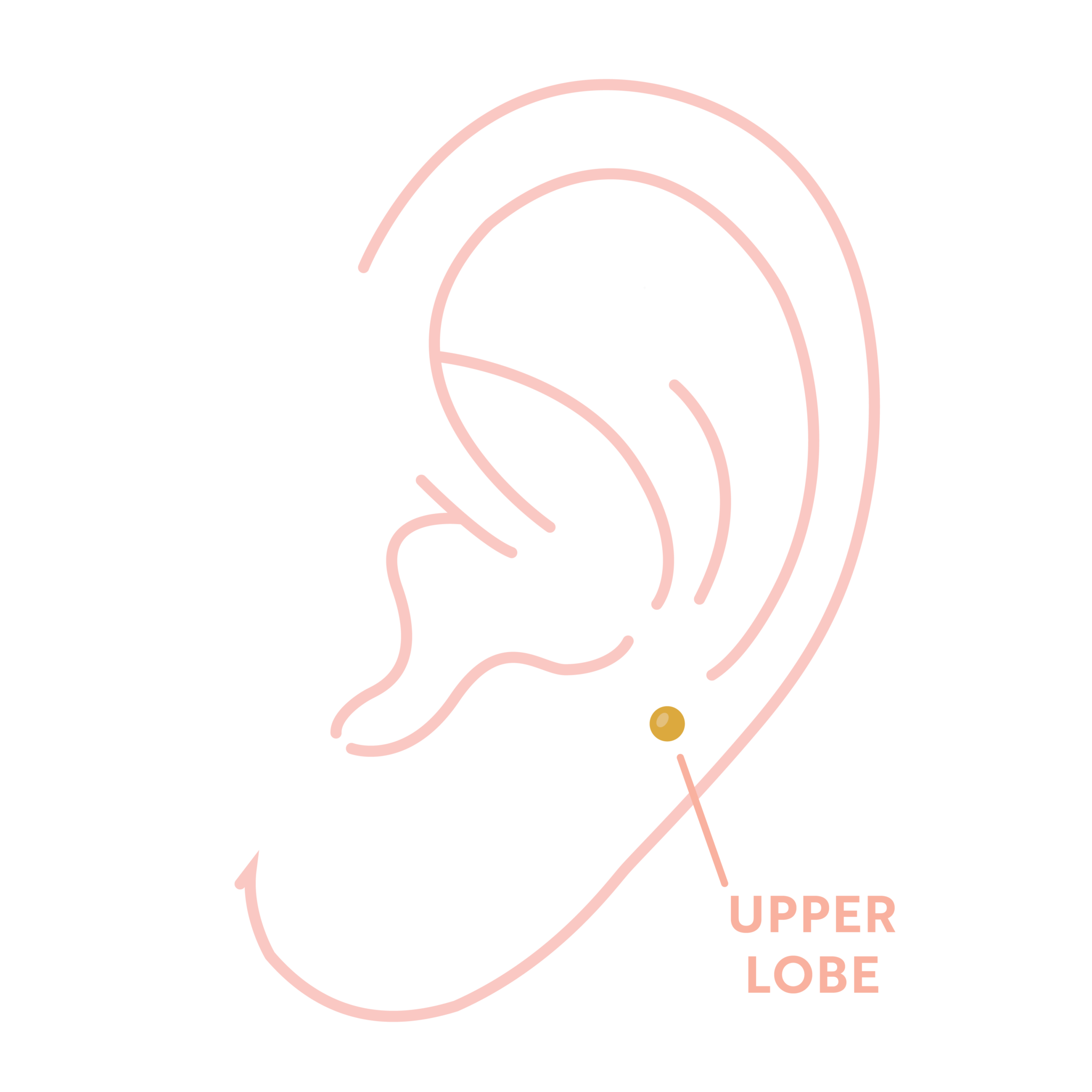 Upper Lobe Piercings Essential Beauty & Piercing